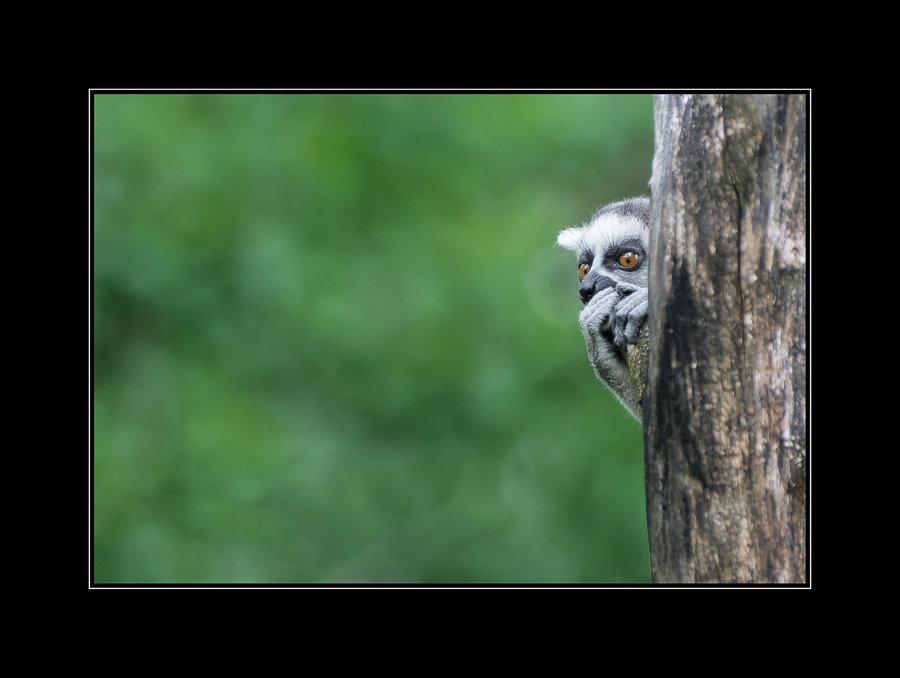 Ernst Reischauer - Lemur (26)