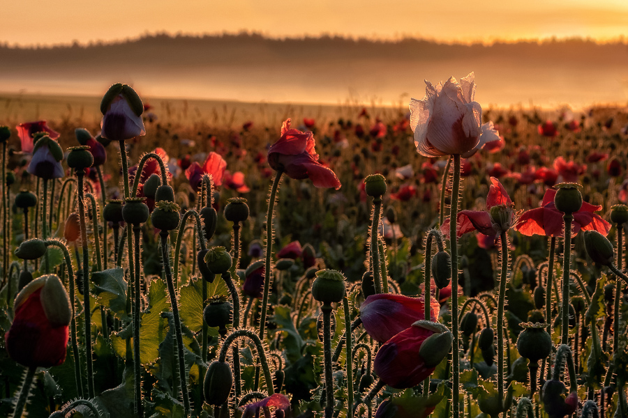 Edda Kaiblinger - Mohn (25)